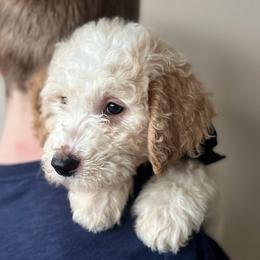 Mr Black - Parti male Goldendoodle puppy in Nampa, Idaho from Farmhouse Goldens