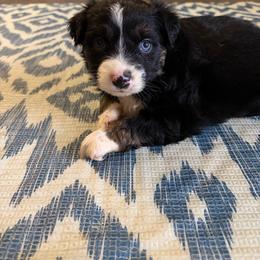Unicorn - Black tri female Miniature Australian Shepherd puppy in Brenham, Texas from Stone N Rose Kennels