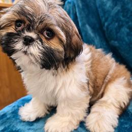 Mya - Brindle female Shih Tzu puppy in Stroudsburg, Pennsylvania from Puppyville Pa Shih Tzu & frenchies