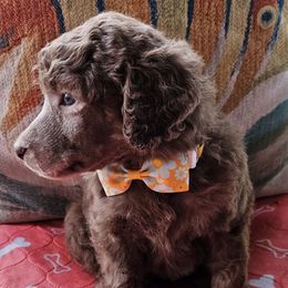 Shark - Silver-beige  male Poodle puppy in St. James City, Florida from P.I. STANDARD POODLES