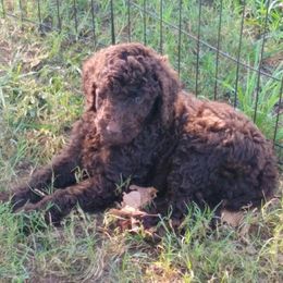 Poodle Puppies from Sonshine Retreat Poodles