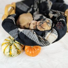 Dachshund Puppies from Treasure Dachshunds