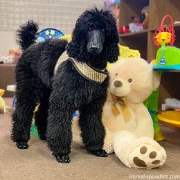 Purple - Black Poodle puppy in Louisville, Kentucky from Borealis Poodles
