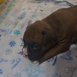 Girl 5 - Fawn female Boxer puppy in Temple, Georgia from B&B Boxers