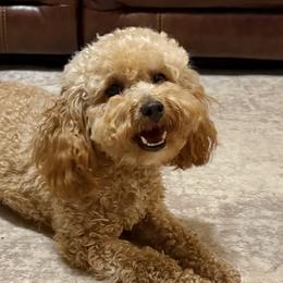 Bernedoodles and Poodles from Happy Tails Doodles
