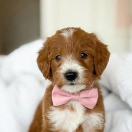 BASIL PRICE REDUCED - Parti male Goldendoodle puppy in Independence, Oregon from ANKENY DOODLES