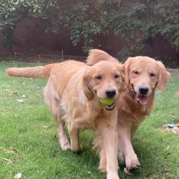 Golden Retriever All Grown Up from Trisha Ferris' Golden Retrievers