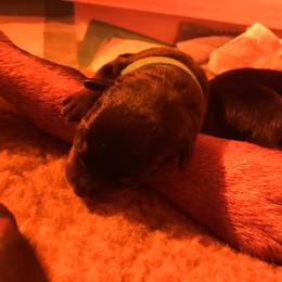 Rottweiler Puppies from Vom Gryphonberg