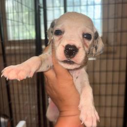 Light blue collar boy - White and black male Dalmatian puppy in Toledo, Ohio from Exquisite Dalmatians & Standard Poodles