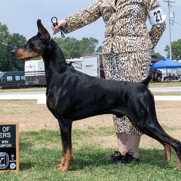 Doberman Pinschers from Rose's Dobermans