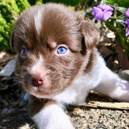Helion - Red & white male Miniature American Shepherd puppy in Damascus, Oregon from Rebel Soul Minis