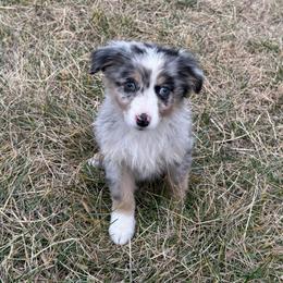 Boy 3 - Blue merle male Miniature Australian Shepherd puppy in Ellsworth, Kansas from Flying H Mini Aussies