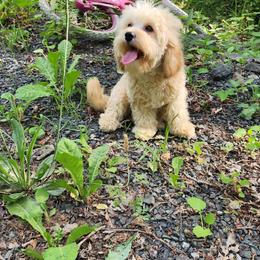 Sabrina - Cavapoo