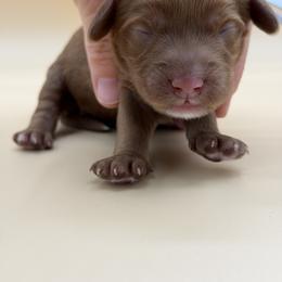 Gray - Red male Australian Labradoodle puppy in Sacramento, California from Adorable Labradoodle
