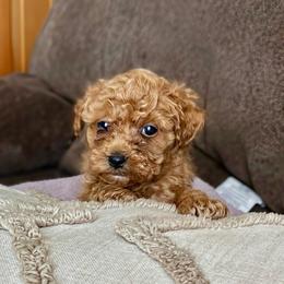 Sebastian - Red  male Poodle puppy in Utica, Ohio from Poodle Me Crazy