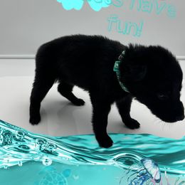 German Shepherd Puppies from Devon Rugerio's German Shepherds