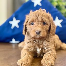 Indie - Red female Bernedoodle puppy in Clovis, California from Delta Doodless