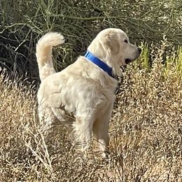 Mishka - Golden Retriever