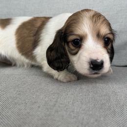 Boy 3 - Piebald male Dachshund puppy in Allenhurst, Georgia from B’s Dapper Dachshunds