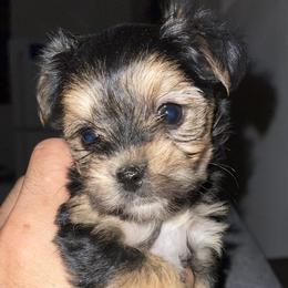 Yorkshire Terrier Puppies from WestWay Exotic Yorkies