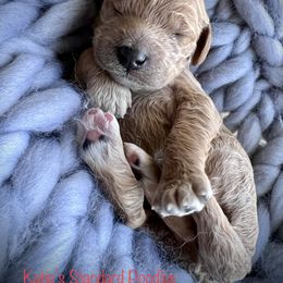 Poodle Puppies from Katie’s Standard Poodles