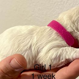 Bichon Frise Puppies from Sissy’s Heavenly Paws