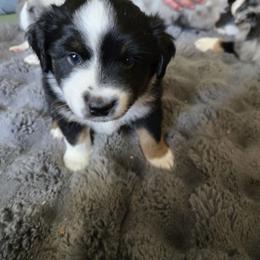 Boy 1 - Black tri male Miniature American Shepherd puppy in Dayville, Connecticut from Sterling Acres