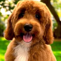 Goldendoodle All Grown Up from RVA DOODLES, LLC