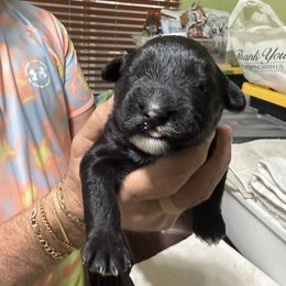 Boy 6 - Black male Portuguese Water Dog puppy in California from Lukos Portuguese Water Dogs