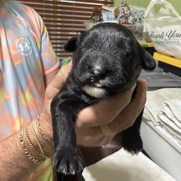 Boy 6 - Black male Portuguese Water Dog puppy in California from Lukos Portuguese Water Dogs