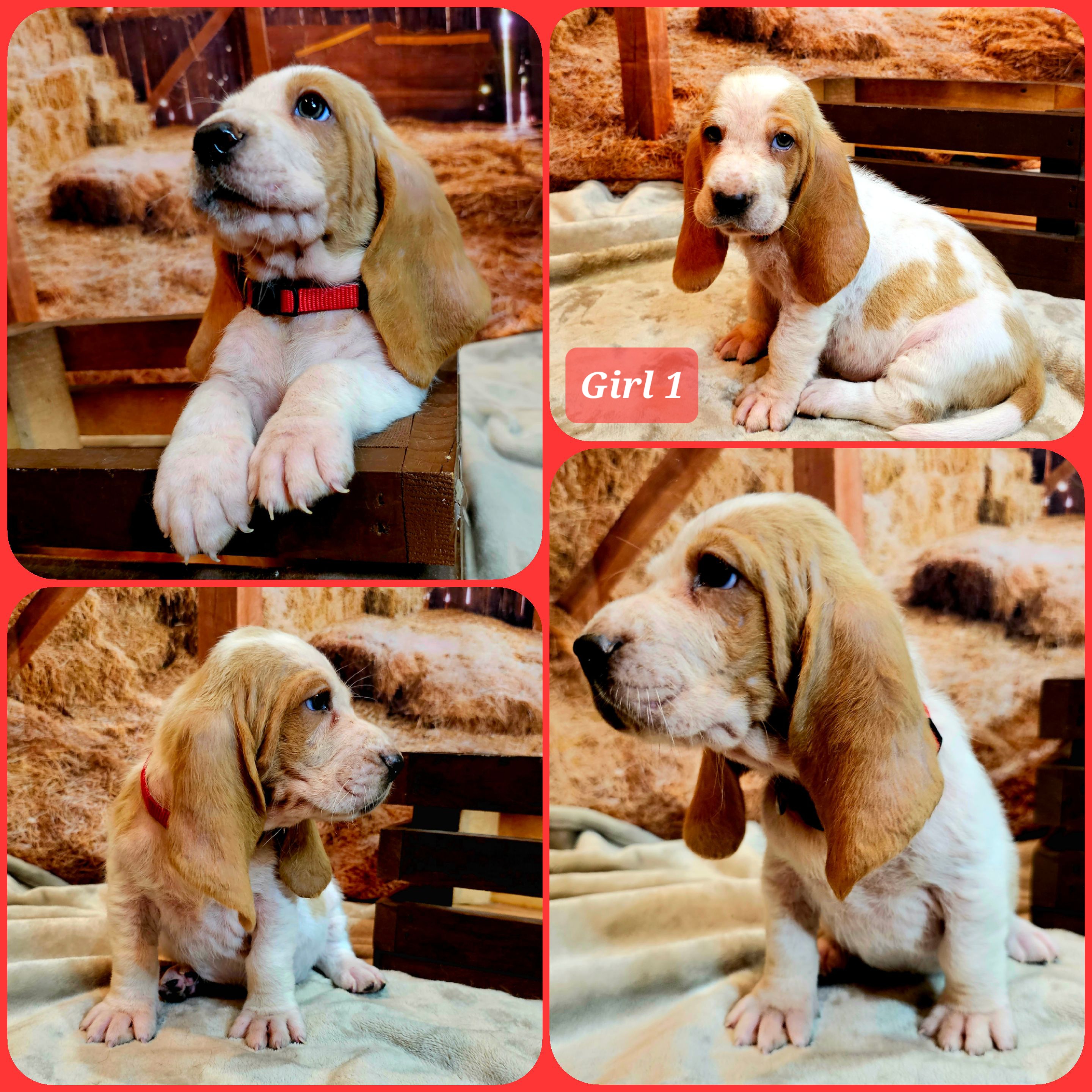Basset Hound Puppies from Hounds All Night