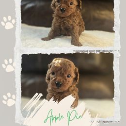 Apple Pie - Red  male Goldendoodle puppy in Newdale, Idaho from Canyon Creek Puppies