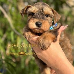 AKC RED PEPPER - Salt and pepper male Miniature Schnauzer puppy in Lake Placid, Florida from Love Giver Schnauzers