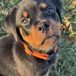 Orange Collar - Black and mahogany male Rottweiler puppy in Washington, Pennsylvania from McWreath Rottweilers