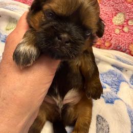 Rambo - Chocolate and tan male Shih Tzu puppy in Brevard, North Carolina from House of Little Lions