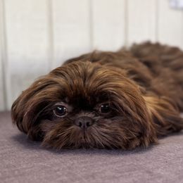 Sprout - Liver female Shih Tzu puppy in Mountain View, Hawaii from Krazy Island Shih Tzu
