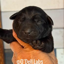 Luna - Black female Labrador Retriever puppy in Sullivan, Missouri from O’Dell Labs