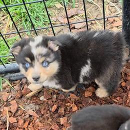 Mikey - Blue merle male Toy Australian Shepherd puppy in Leonard, Texas from Tin Roof Aussies