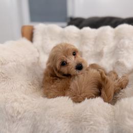 Boy 5 - Apricot male Goldendoodle puppy in North Royalton, Ohio from Johnson's Doodles