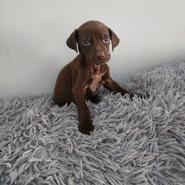 Boy 2 - Liver and white male German Shorthaired Pointer puppy in Turner, Maine from Dow Family