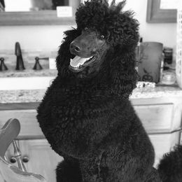 Parker - Poodle