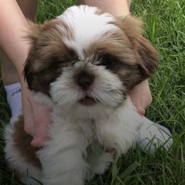 Miniature Schnauzer and Shih Tzu Puppies from Farmview Puppies
