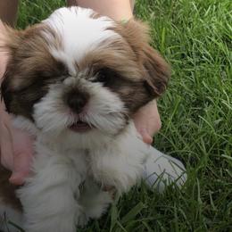 Miniature Schnauzer and Shih Tzu Puppies from Farmview Puppies