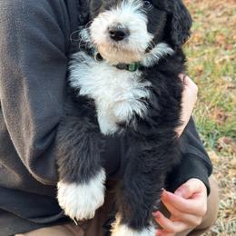 Pine - male Australian Mountain Doodle puppy in Claremont, North Carolina from Magnolia Grove Farms