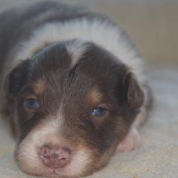 Cinnamon - Red & white male Australian Shepherd puppy in Russell Springs, Kentucky from Maggie Withers' Australian Shepherds
