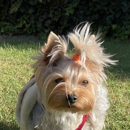 Biewer Terrier and Yorkshire Terrier Puppies from York Town California