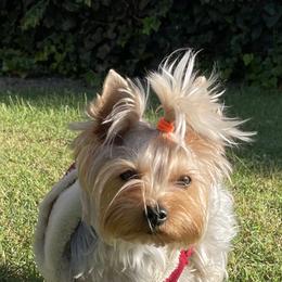 Biewer Terrier and Yorkshire Terrier Puppies from York Town California