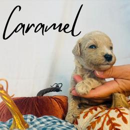 Caramel - Cream female Goldendoodle puppy in Cedartown, Georgia from Loyal Doodles