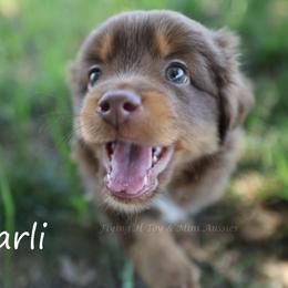 Harli - Red tri-color female Miniature American Shepherd puppy in Godley, Texas from Flying H Toy and Mini Aussies