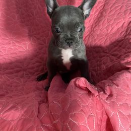 Eagle - male French Bulldog puppy in Seaford, Delaware from Kayla's French Bulldogs